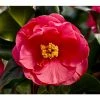 3ft Camellia 'Dr King' | 4L | Camellia japonica