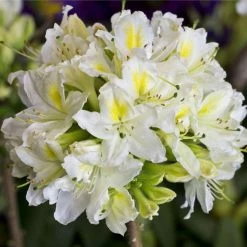 2ft Deciduous Azalea 'Daviesii' | 5L Pot