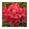 2ft Deciduous Azalea 'Jolie Madame' | 5L Pot -Red Flower Green Foliage Sales PL30173 main image cf9a