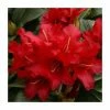1ft Dwarf Rhododendron 'Bengal' | 3L Pot -Red Flower Green Foliage Sales PL30182 main image 9d55