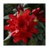 1ft Dwarf Rhododendron 'Elizabeth Hobbie' | 3L Pot -Red Flower Green Foliage Sales PL30186 main image a97e