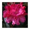 1ft Dwarf Rhododendron 'Gartendirector Glocker' | 3L Pot