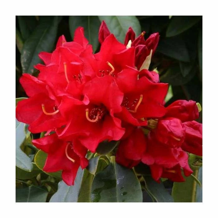 1ft Dwarf Rhododendron 'Gertrude Schale' | 3L Pot 3 1ft Dwarf Rhododendron 'Gertrude Schale' | 3L Pot