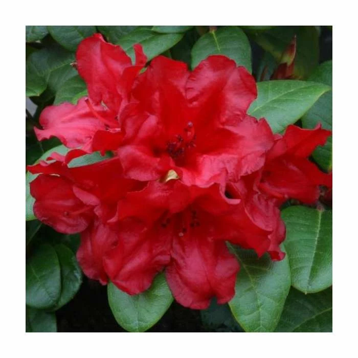 1ft Dwarf Rhododendron 'Scarlet Wonder' | 3L Pot 3 1ft Dwarf Rhododendron 'Scarlet Wonder' | 3L Pot
