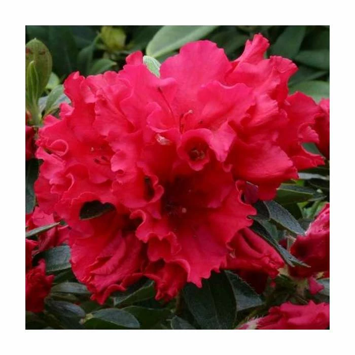 1ft Evergreen Azalea 'Red Wing' |3L Pot | Azelea japonica 3 1ft Evergreen Azalea 'Red Wing' |3L Pot | Azelea japonica