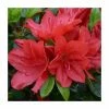 1ft Evergreen Azalea 'Torchlight' |3L Pot | Azelea japonica -Red Flower Green Foliage Sales PL30230 main image e7d7