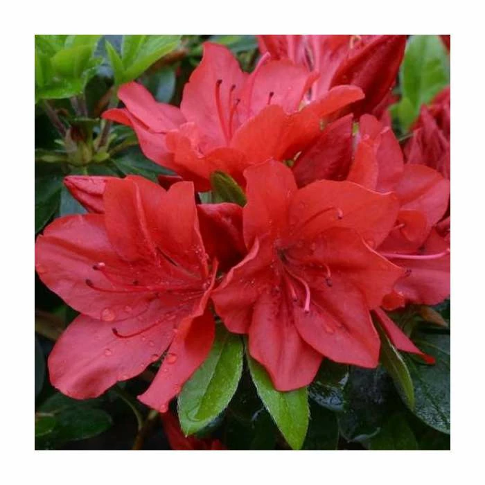 1ft Evergreen Azalea 'Torchlight' |3L Pot | Azelea japonica 3 1ft Evergreen Azalea 'Torchlight' |3L Pot | Azelea japonica