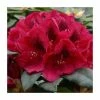 2ft Rhododendron 'Lord Roberts ' | 7.5L Pot | Rhododendron Hybrid -Red Flower Green Foliage Sales PL30260 main image 8a96