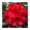 2ft Rhododendron 'Markeeta's Prize ' | 7.5L Pot | Rhododendron Hybrid -Red Flower Green Foliage Sales PL30262 main image 051f