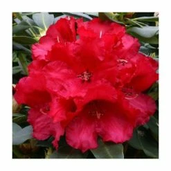 2ft Rhododendron 'Markeeta's Prize ' | 7.5L Pot | Rhododendron Hybrid