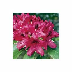 2ft Rhododendron 'Nova Zembla ' | 7.5L Pot | Rhododendron Hybrid -Red Flower Green Foliage Sales PL30264 add image 2 f09d