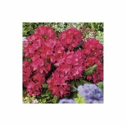 2ft Rhododendron 'Nova Zembla ' | 7.5L Pot | Rhododendron Hybrid -Red Flower Green Foliage Sales PL30264 add image 3 ff05