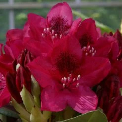 2ft Rhododendron 'Nova Zembla ' | 7.5L Pot | Rhododendron Hybrid