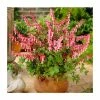 30cm Dicentra spectabilis | 3L Pot -Red Flower Green Foliage Sales PL38132 main image 6fca