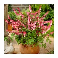 30cm Dicentra spectabilis | 3L Pot