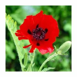 30cm Papaver 'Beauty of Livermere' | 3L Pot