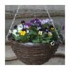 Viola 'Petite Mixed' | 30cm Rattan Hanging Basket