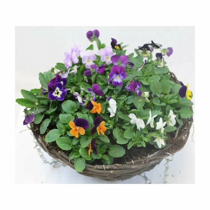 Viola 'Petite Mixed' | 30cm Rattan Hanging Basket 3 Viola 'Petite Mixed' | 30cm Rattan Hanging Basket - Image 2