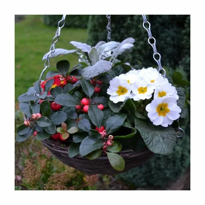 30cm Pre-Planted Christmas Hanging Basket | Viola, Primula, Cineraria and Gaultheria Plants 5 30cm Pre-Planted Christmas Hanging Basket | Viola, Primula, Cineraria and Gaultheria Plants - Image 3