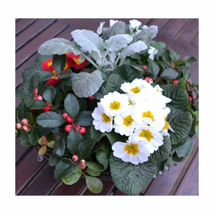 30cm Pre-Planted Christmas Hanging Basket | Viola, Primula, Cineraria and Gaultheria Plants 6 30cm Pre-Planted Christmas Hanging Basket | Viola, Primula, Cineraria and Gaultheria Plants - Image 4