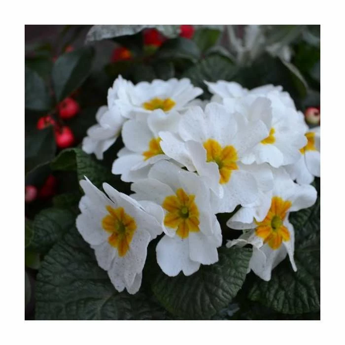 30cm Pre-Planted Christmas Hanging Basket | Viola, Primula, Cineraria and Gaultheria Plants 7 30cm Pre-Planted Christmas Hanging Basket | Viola, Primula, Cineraria and Gaultheria Plants - Image 5