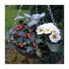 30cm Pre-Planted Christmas Hanging Basket | Viola, Primula, Cineraria and Gaultheria Plants -Red Flower Green Foliage Sales PL50171 main image b9a5