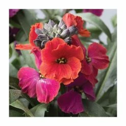 3 x Wallflower Plants | Erysimum hybridum Collection | 3 x 10.5cm Pots -Red Flower Green Foliage Sales PL50787 add image 2 b041