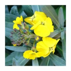 3 x Wallflower Plants | Erysimum hybridum Collection | 3 x 10.5cm Pots -Red Flower Green Foliage Sales PL50787 add image 4 b2e8