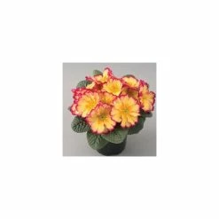 Primrose 'Scentsation Red Cream' | Primula vulgaris | 10.5cm Pot 5 Primrose 'Scentsation Red Cream' | Primula vulgaris | 10.5cm Pot -Red Flower Green Foliage Sales PL50795 rollover image 6e4f