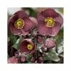 2ft Helleborus 'Ice N' Roses® Nightingale' | 4.5L Pot | Helleborus Gold Collection®