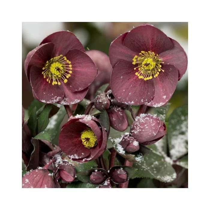 2ft Helleborus 'Ice N' Roses® Nightingale' | 4.5L Pot | Helleborus Gold Collection® 3 2ft Helleborus 'Ice N' Roses® Nightingale' | 4.5L Pot | Helleborus Gold Collection®