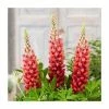 35cm Lupin 'Bishops Tipple' | 2L Pot | West Country 2 35cm Lupin 'Bishops Tipple' | 2L Pot | West Country -Red Flower Green Foliage Sales PL52036 main image bd89