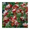 Aquilegia caerulea 'Crimson Star' | 2L Pot -Red Flower Green Foliage Sales PL52053 main image 5ec9