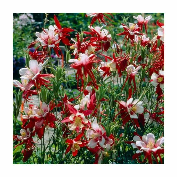 Aquilegia caerulea 'Crimson Star' | 2L Pot 3 Aquilegia caerulea 'Crimson Star' | 2L Pot