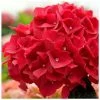 Red Indoor Hydrangea | Mop Head | 14cm Pot -Red Flower Green Foliage Sales PL52108 main image cedd