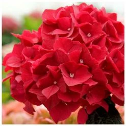 Red Indoor Hydrangea | Mop Head | 14cm Pot