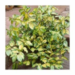20-25cm Elaeagnus ebbengei 'Coastal Gold' | 17cm Pot