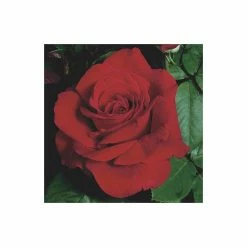 Red Flower Green Foliage Sales -Red Flower Green Foliage Sales PL6121A add image 1 b0c4