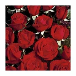 'Happy Ruby Wedding' Bush Rose - 5.5L Pot -Red Flower Green Foliage Sales PL6121A add image 2 3311