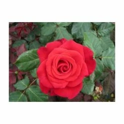 'Happy Ruby Wedding' Bush Rose - 5.5L Pot -Red Flower Green Foliage Sales PL6121A add image 3 f513