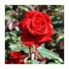 'Happy Ruby Wedding' Bush Rose - 5.5L Pot -Red Flower Green Foliage Sales PL6121A main image 91c8