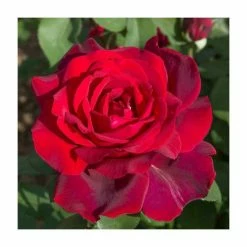 'Jubilee Papa Meilland' Bush Rose - 4L Pot
