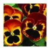 Pansy Jumbo 'Fire' | 10.5cm Pot -Red Flower Green Foliage Sales PL6227 main image 781d