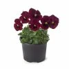 Pansy 'Red Blotch' | 10.5cm Pot 1 Pansy 'Red Blotch' | 10.5cm Pot -Red Flower Green Foliage Sales PL6230 main image 5283