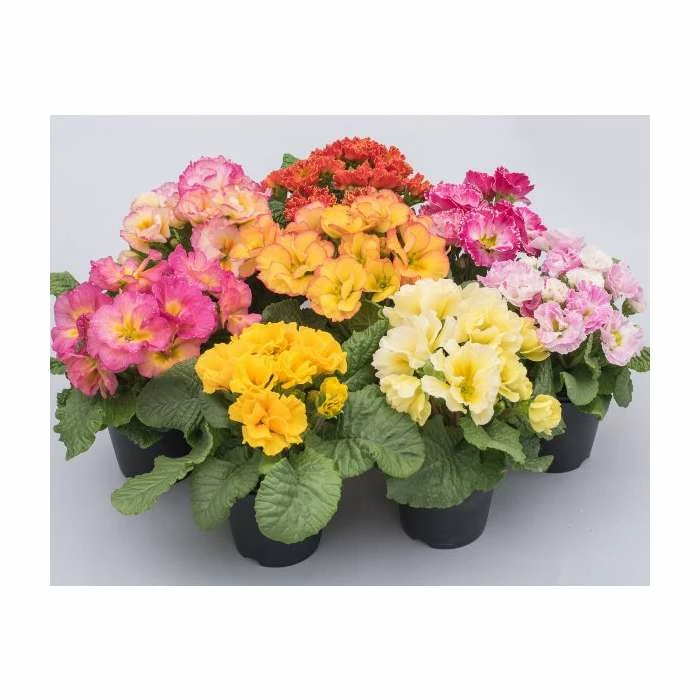 'Idylly' Primrose Mix | 3 x 10.5cm Pots 3 'Idylly' Primrose Mix | 3 x 10.5cm Pots
