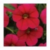 Calibrachoa 'Cabaret Cherry Rose' | Pack of 5 Plug Plants -Red Flower Green Foliage Sales PL9014SPX5 main image da20