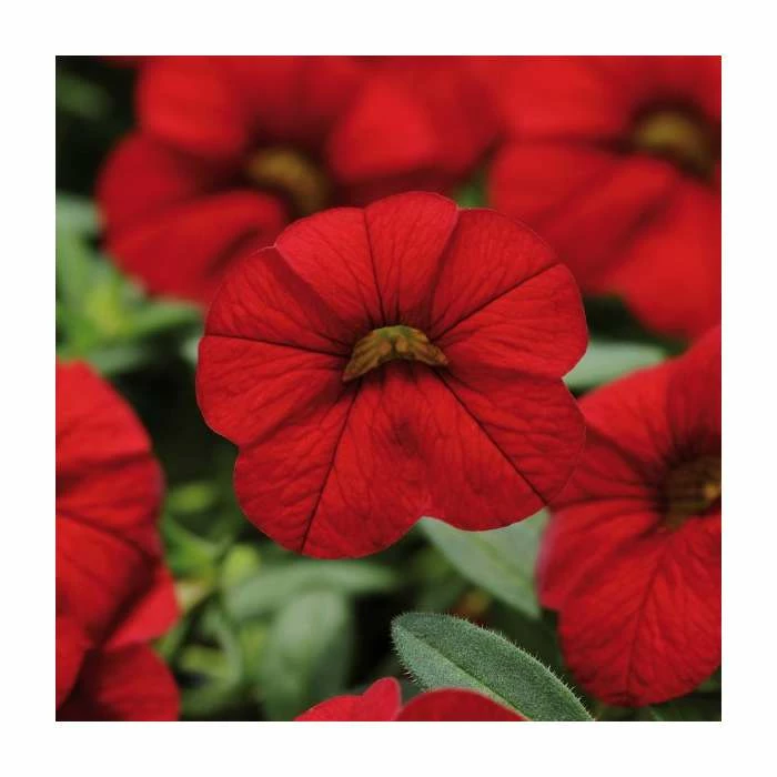 Calibrachoa 'Cabaret Red' | Bedding | Pack Of 5 Large Plug Plants 3 Calibrachoa 'Cabaret Red' | Bedding | Pack Of 5 Large Plug Plants