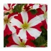 Petunia 'Amore King of Hearts' | Pack of 5 Plug Plants -Red Flower Green Foliage Sales PL90262SPX5 main image dbaf