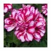 Geranium Ivy 'Precision Burgundy Bicolour' | Pack of 5 Premium Plug Plants -Red Flower Green Foliage Sales PL90265SPX5 main image f0ff