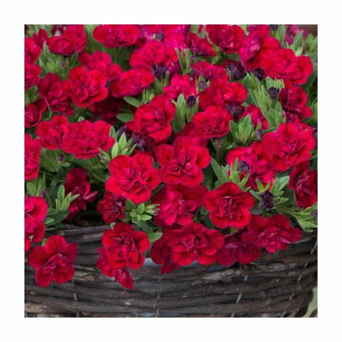 Calibrachoa 'Can-Can Double Red' | Pack of 5 Plug Plants 4 Calibrachoa 'Can-Can Double Red' | Pack of 5 Plug Plants - Image 2